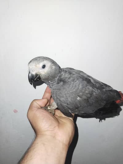 | African grey |