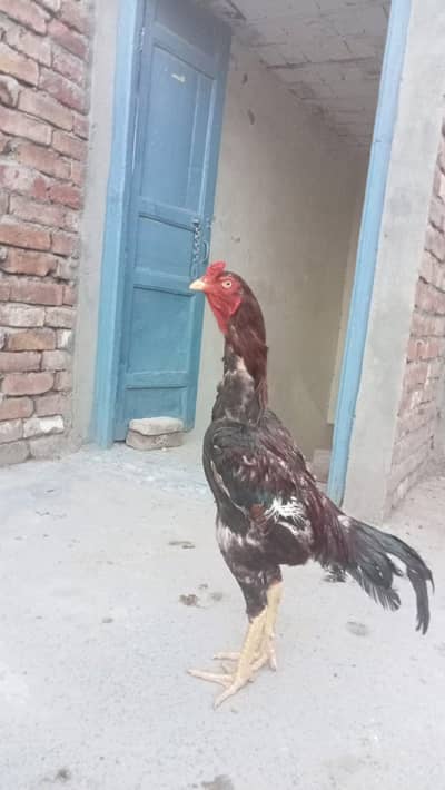 pure Aseel qoulity patha available (03027045177) call.
