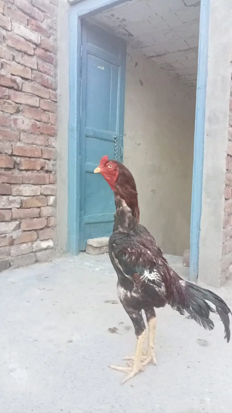 pure Aseel qoulity patha available (03027045177) call. — photo 3