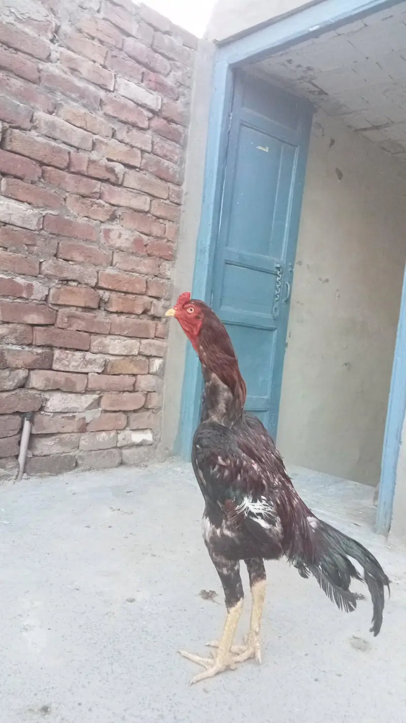 pure Aseel qoulity patha available (03027045177) call. — photo 4