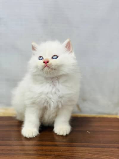 Persian cat and kitten punch face triple coated