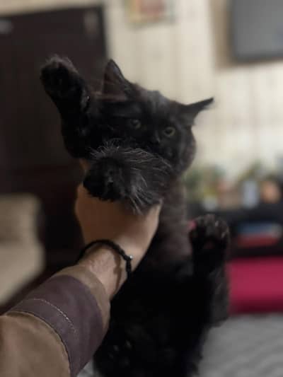 Male Persian black kitten age 3 months fully vaccinated triple coat