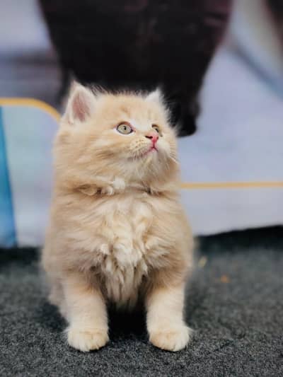 Persian cat and kitten punch face triple coated