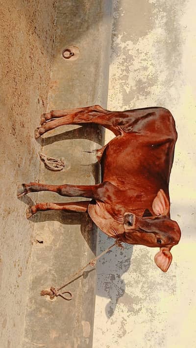 cow vacha