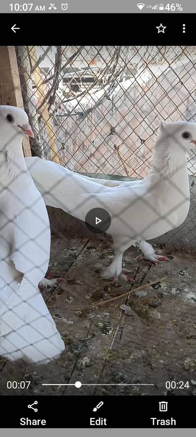 white sentient