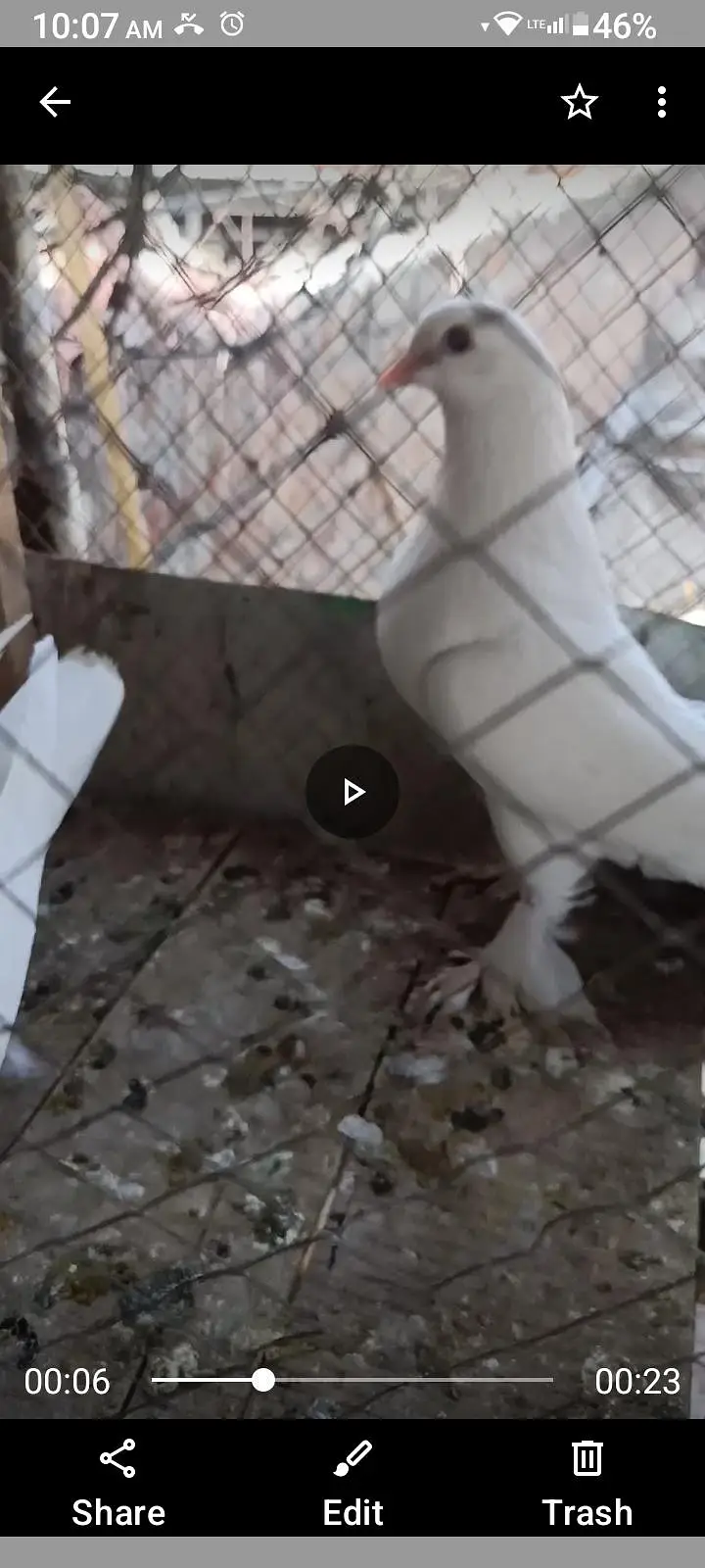 white sentient — photo 2
