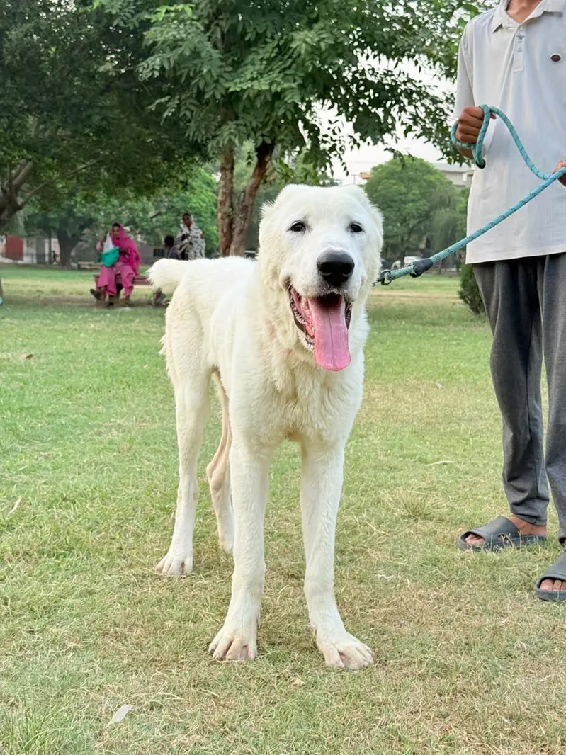 imported Alabai Male — photo 2