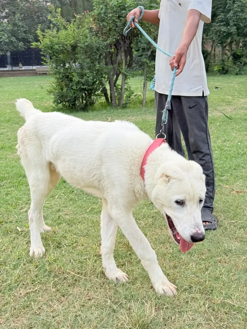 imported Alabai Male — photo 3
