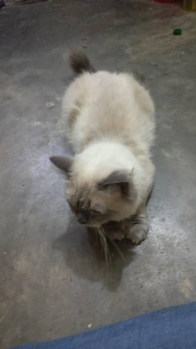 Male female Persian cats