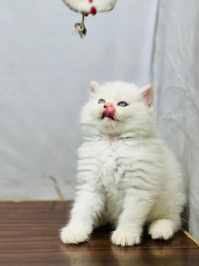 Persian cat and kitten punch face triple coated