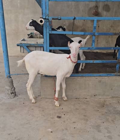 gulabi teddy bakri goat tedy