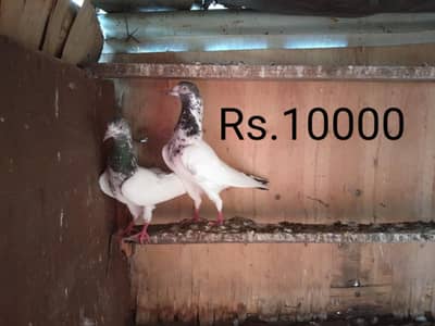 Breeder pigons pairs for sale