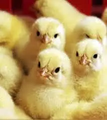 Egg Hatching Service Available - Andon se chooze nikalwayen — photo 2