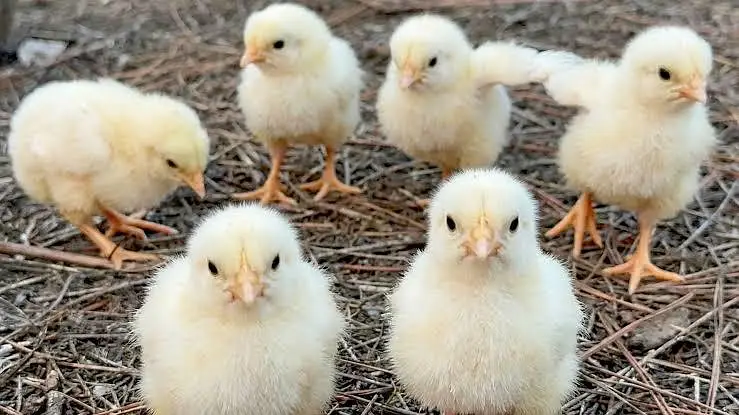 Egg Hatching Service Available - Andon se chooze nikalwayen — photo 3