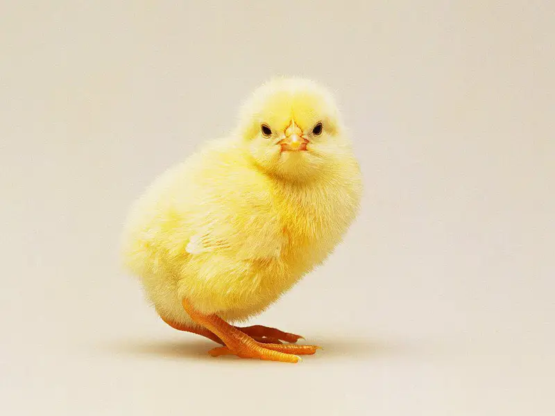 Egg Hatching Service Available - Andon se chooze nikalwayen — photo 4
