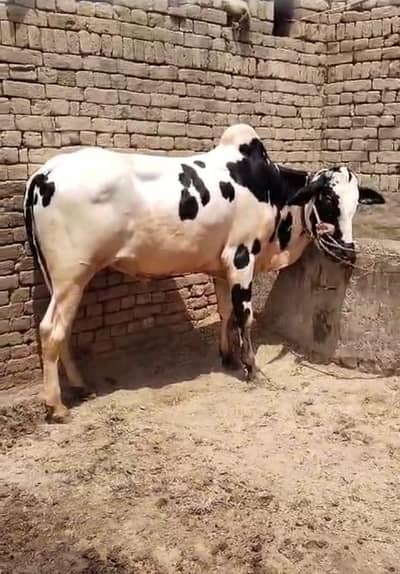 Beautiful Cholistani Bachra for Sale in Bahawalpur