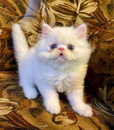 Piki male kitten