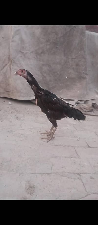 Burmi Aseel Murghi