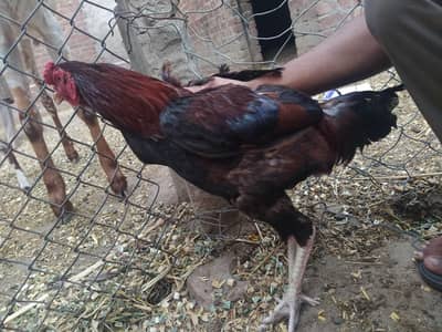 Aseel murgha for sale