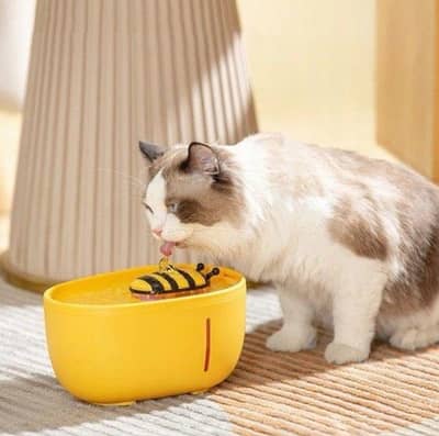 Cat Accessories for sale