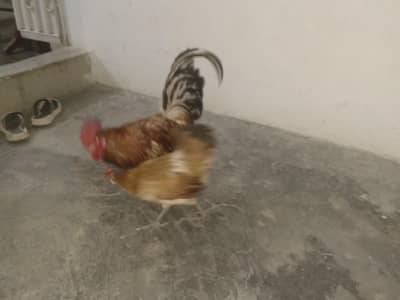 Golden Hen for sell: 03091029253