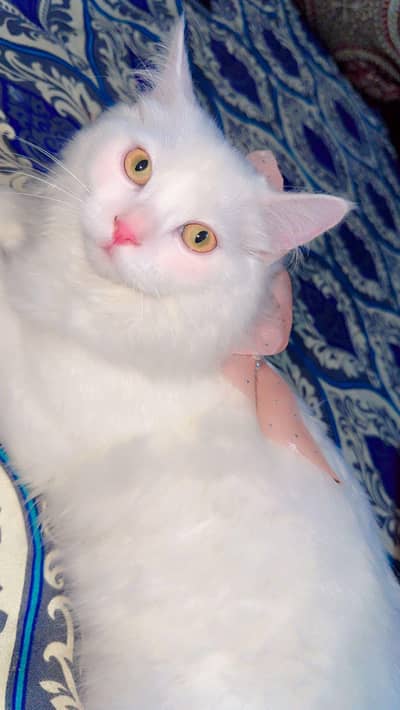 Persian Cat For sale Contact: 03115252370