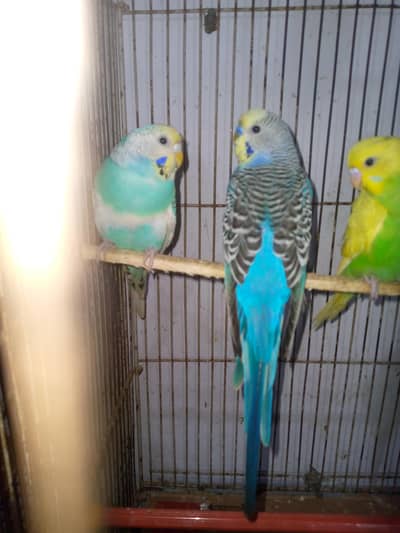 healthy and active budgies in best price. . . . .
