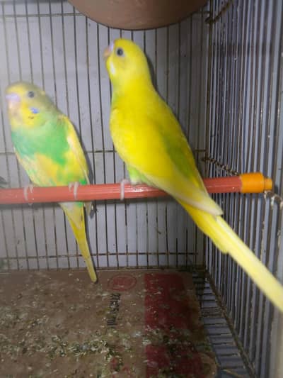healthy and active budgies in best price. . . . .