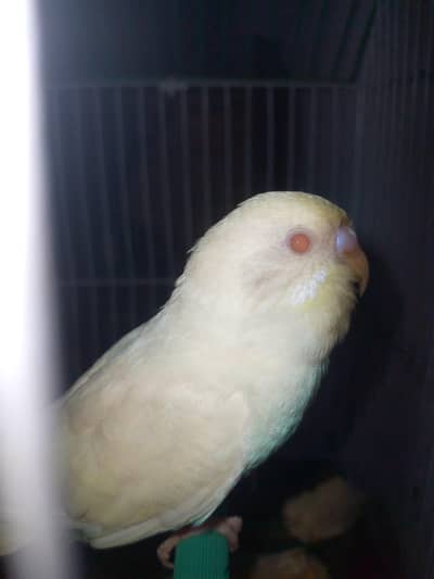 healthy and active budgies for sell . . .