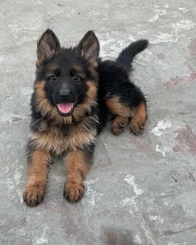 Black & tan long coat good quality GSD puppy