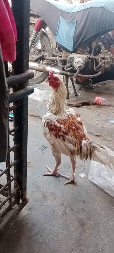aseel Sindhi murga hiray Ka cross hay for sale in Karachi.