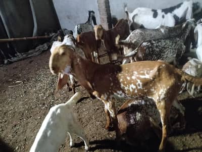 Bakra for sale age 13 month achi nasal ka breeder hai . 03027510495