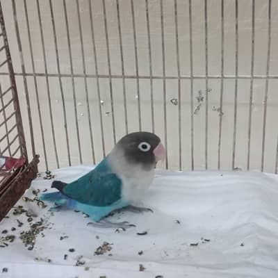 Pair of lovebirds