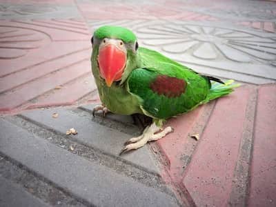 Kashmiri Raw Chick Male Active Healthy