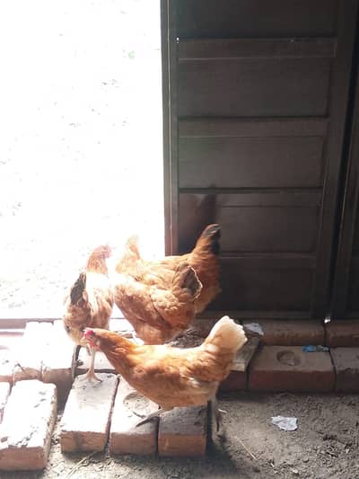 2 male 8 female egg laying