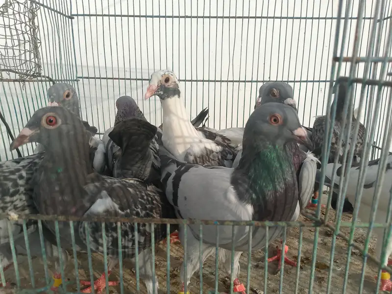 qasid pigeon — photo 2