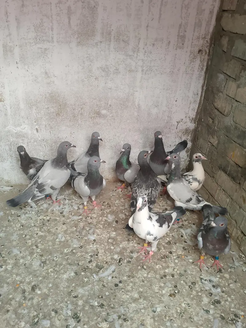 qasid pigeon — photo 3