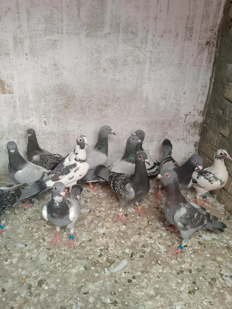 qasid pigeon — photo 4