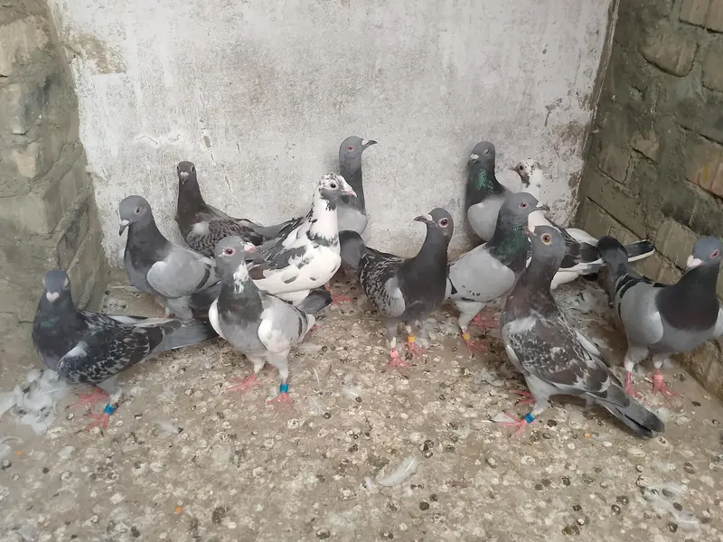 qasid pigeon — photo 5