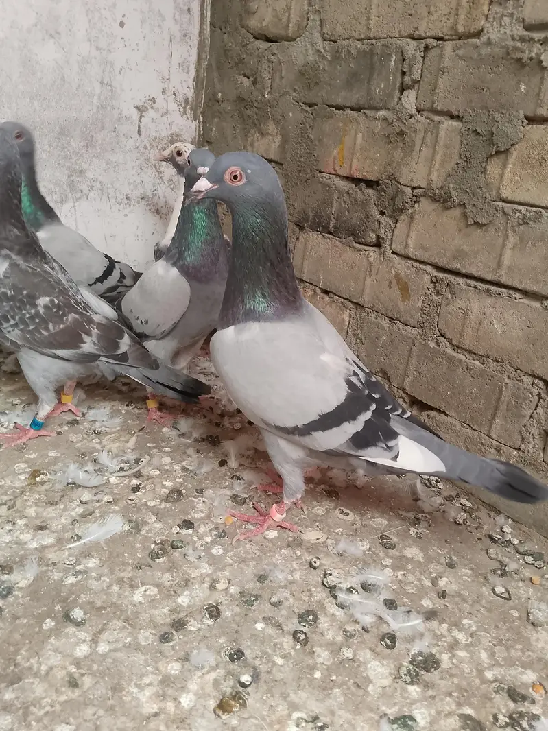 qasid pigeon — photo 6
