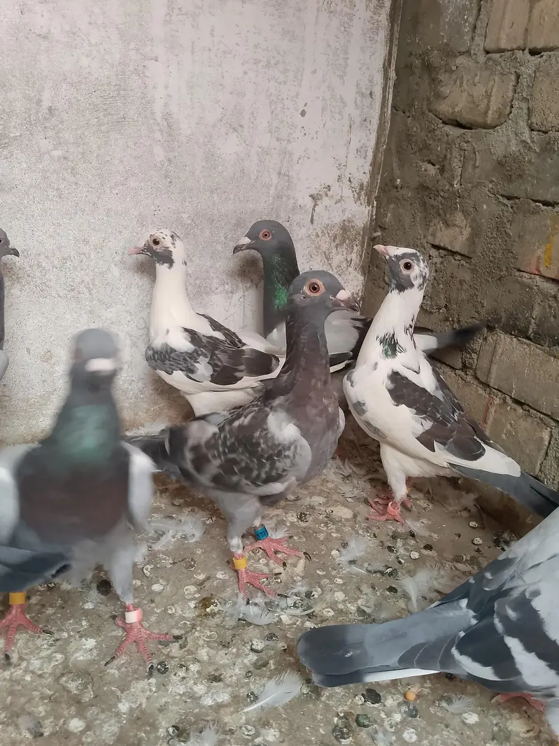 qasid pigeon — photo 7