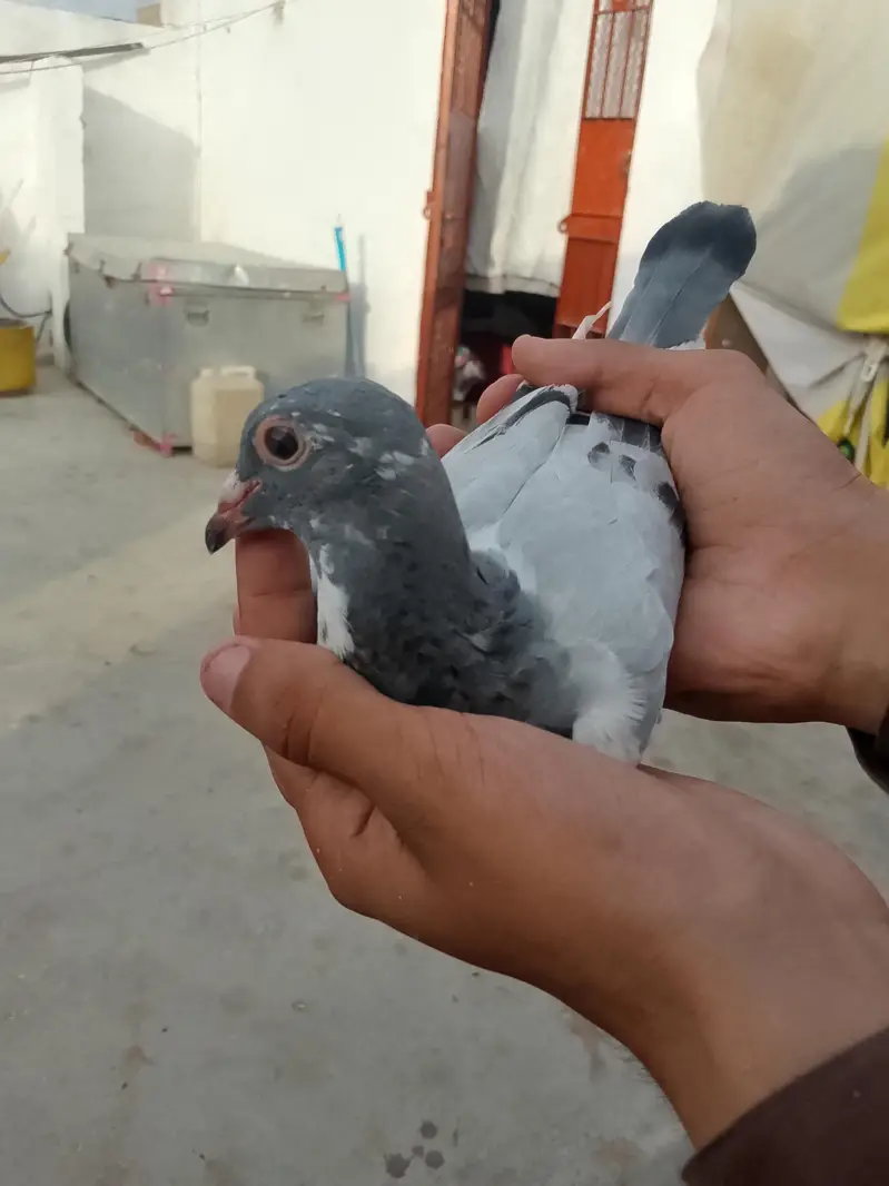 qasid pigeon — photo 8