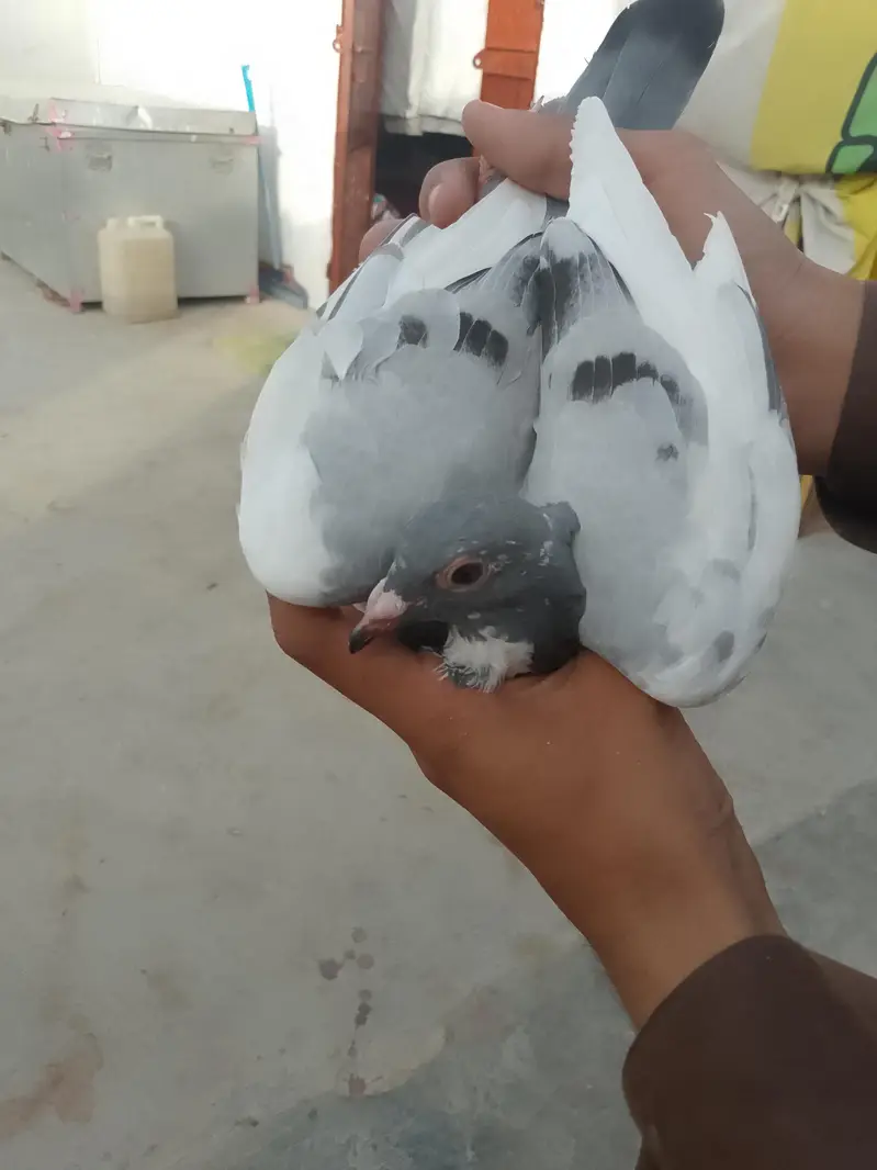 qasid pigeon — photo 9