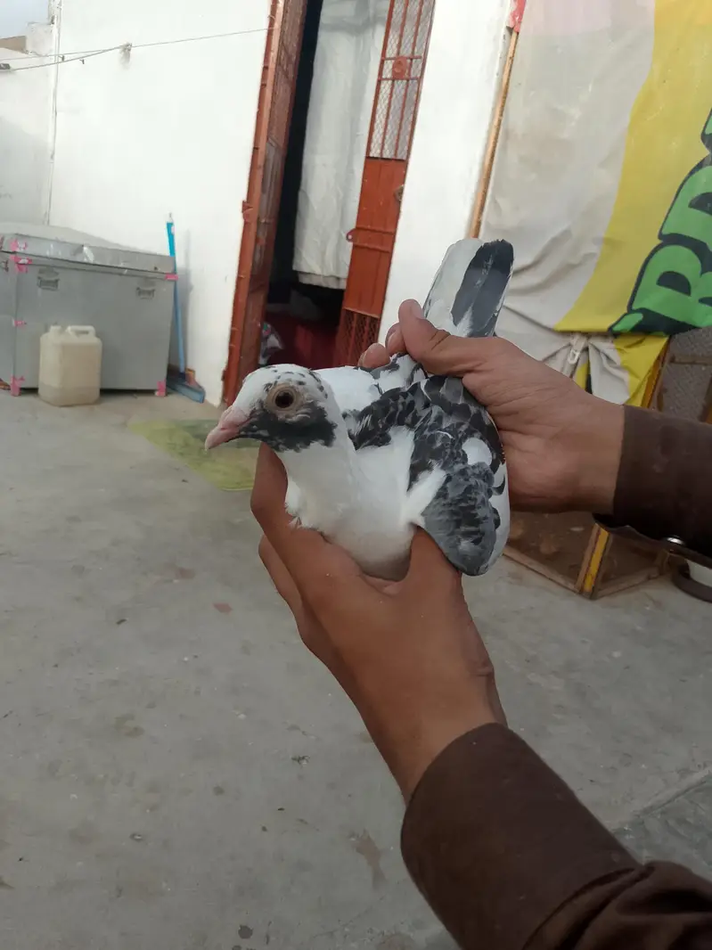 qasid pigeon — photo 10