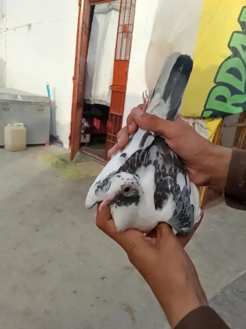 qasid pigeon — photo 11