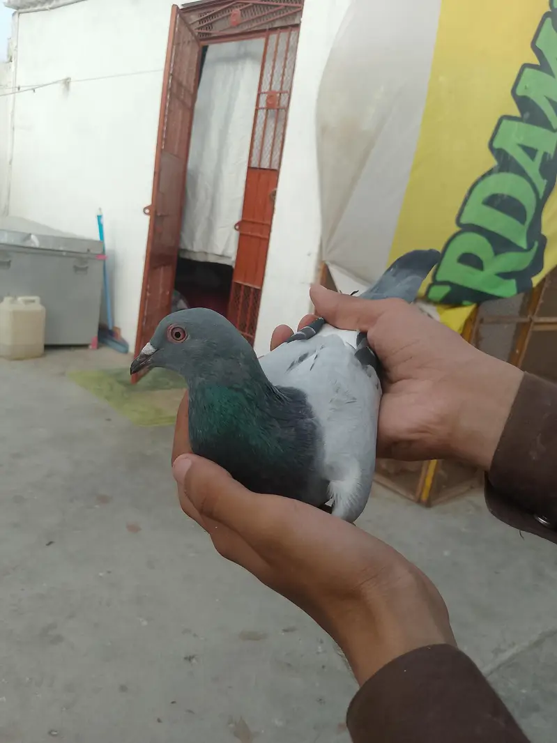 qasid pigeon — photo 12