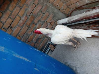 paper white breeder assel murgha  for sale