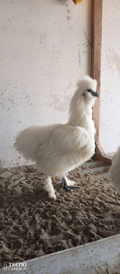 silky chicks shamo chicks or shamo male patha