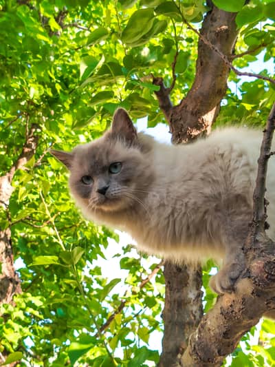 Fluffy Persian Cats Looking for a New Home 03275876815 Whatsapp