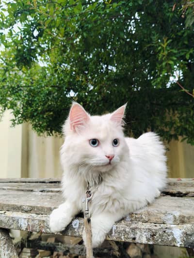 Fluffy Persian Cats Looking for a New Home 03275876815 Whatsapp